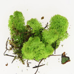 Mousse naturelle Lichen Vert 50 g